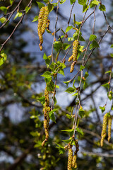 A birch branch with green leaves and earrings. Allergies due to spring blooms and pollen