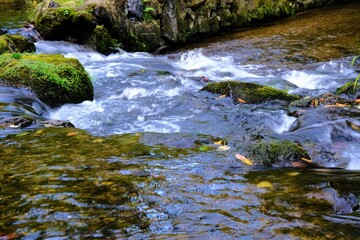 日本、京都、紅葉、神社、上賀茂神社、鳥居、木造建築、古代建築、日本文化、歷史名勝、古都京都の文化財、木、綠色、青空、秋、絶景、写真素材