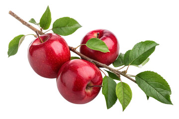Three ripe red apples with green leaves on a branch isolated on transparent background