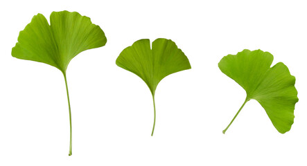 ginkgo biloba leaves isolated on transparent background.