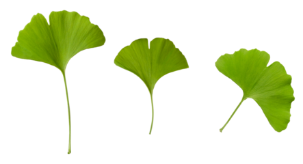 ginkgo biloba leaves isolated on transparent background.