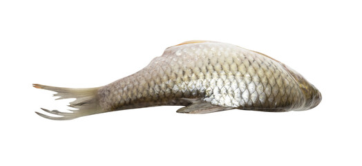 dead fish on transparent background