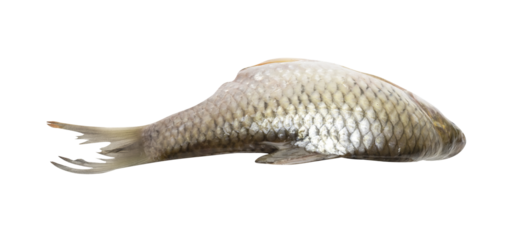 dead fish on transparent background