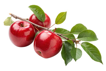 Three ripe red apples with green leaves on a branch isolated on transparent background