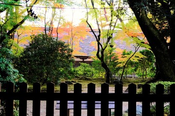 日本、京都、紅葉、神社、上賀茂神社、鳥居、木造建築、古代建築、日本文化、歷史名勝、古都京都の文化財、木、綠色、青空、秋、絶景、写真素材