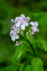 Lunaria rediviva, known as perennial honesty. Beautiful light purple flowers in bloom