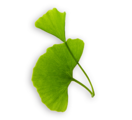 ginkgo biloba leaves on transparent background.
