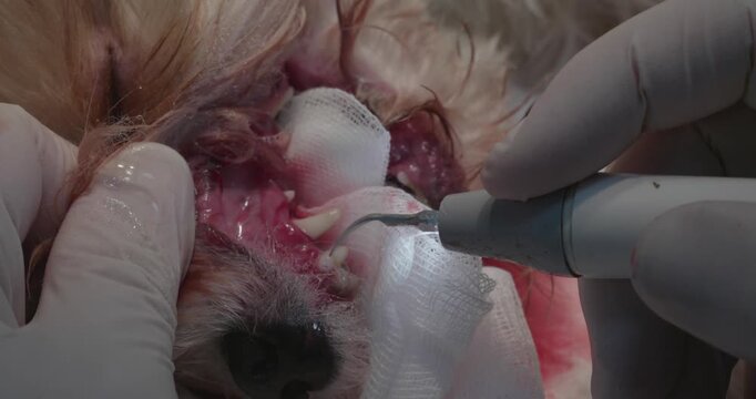 Veterinarian wearing gloves uses an ultrasonic scaler to remove tartar from a dog's teeth during a dental cleaning procedure, ensuring the dog's oral health.