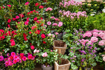 Colorful blooming flowers in pots at outdoor garden shop or market display