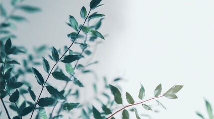 Delicate, muted greenery against a soft backdrop