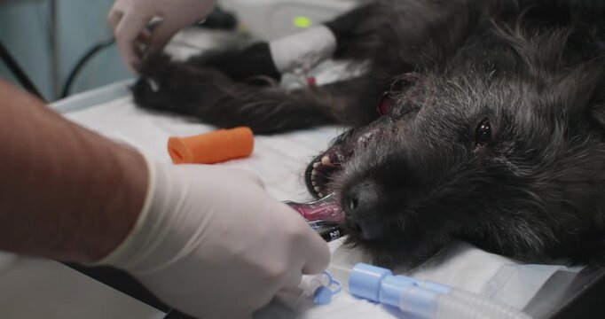 The veterinarian carefully inserts a gastroscope into the mouth of an anesthetic dog lying on the operating table, will probably remove the swallowed extraneous object. Gastroscopy in the dog.