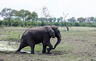 Elephants keeping cool in the Okavango delta