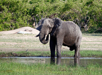 Elephants keeping cool in the Okavango delta