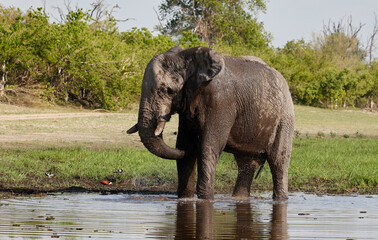 Elephants keeping cool in the Okavango delta