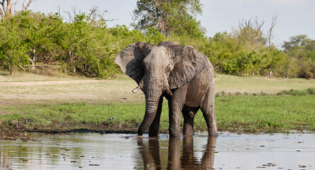 Elephants keeping cool in the Okavango delta