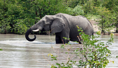 Elephants keeping cool in the Okavango delta