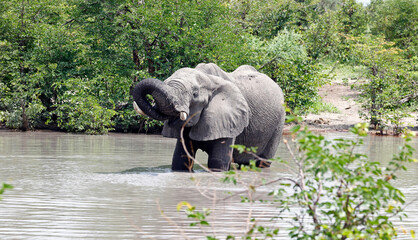 Elephants keeping cool in the Okavango delta