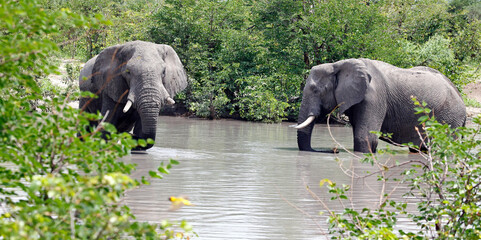 Elephants keeping cool in the Okavango delta
