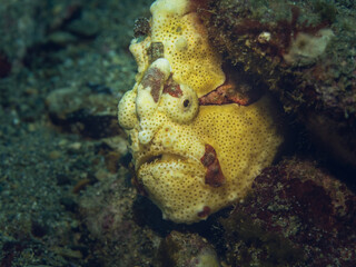 Warty frogfish - Antennarius maculatus

