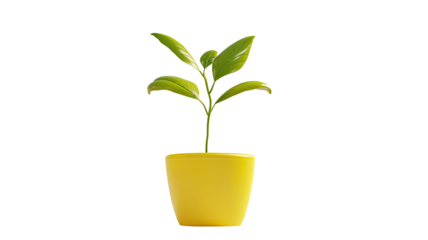 Title 3D Render of a Green Plant Sprout Growing in a Bright Yellow Pot Isolated on a Clean White Background