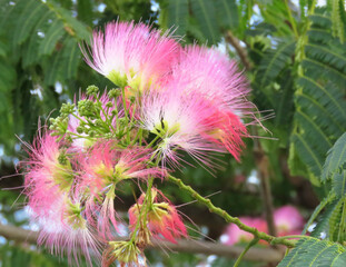 合歓の木の花1