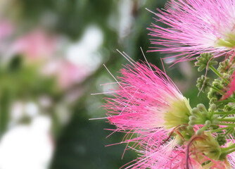 合歓の木の花3