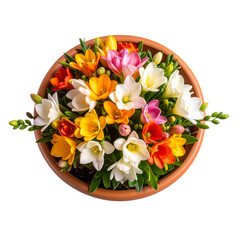 Top View of Colorful Freesia Flowers in Terracotta Pot, greenery included, transparent background