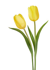 Natural spring flowers yellow tulips isolated on transparent background for card and decoration