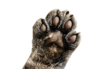 A detailed view of a cats paw is isolated on transparent background, revealing the intricate texture of its fur and the softness of its pads