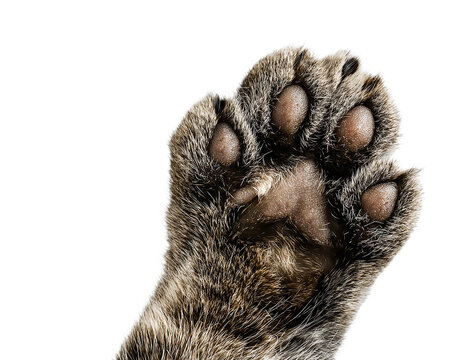 A detailed view of a cats paw is isolated on transparent background, revealing the intricate texture of its fur and the softness of its pads - Powered by Adobe