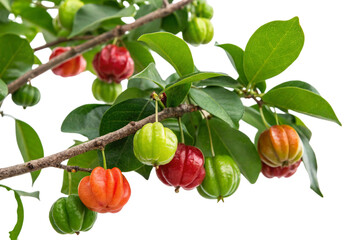 Branch of acerola cherries with ripe and unripe fruits isolated on transparent background