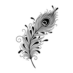 Illustration of a peacock feather with intricate details in black and white