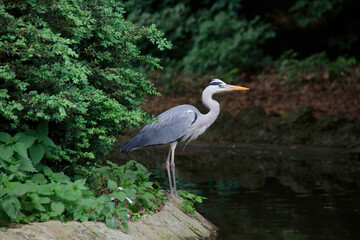  Graureiher (Ardea cinerea) auch Fischreiher am Teich-Ufer, Bayern, Deutschland 