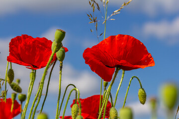 Papaver rhoeas or common poppy, red poppy is an annual herbaceous flowering plant in the poppy...