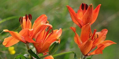 Feuer-Lilie (Lilium bulbiferum) orange Blüten, Panorama  © Aggi Schmid