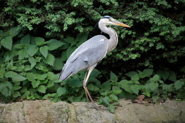  Graureiher (Ardea cinerea) auch Fischreiher am Teich-Ufer, Bayern, Deutschland 