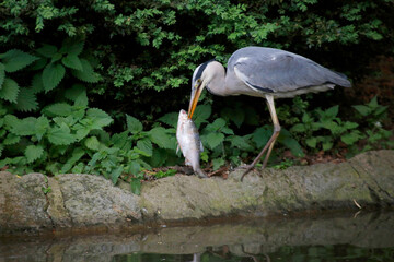  Graureiher (Ardea cinerea) auch Fischreiher am Teich-Ufer, Bayern, Deutschland 