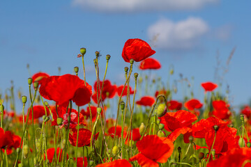 Papaver rhoeas or common poppy, red poppy is an annual herbaceous flowering plant in the poppy...
