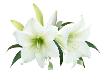 White Lily flower bouquet isolated on transparent background