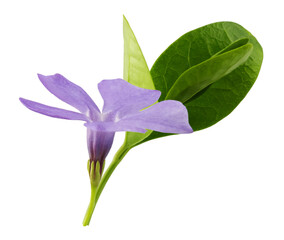 periwinkle flower with green leaves on transparent background.