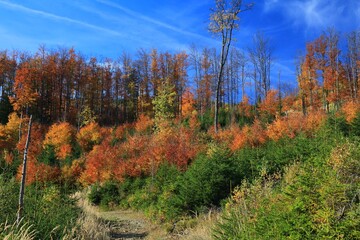 Fototapeta premium Fall colors in Beskidy mountains, Poland