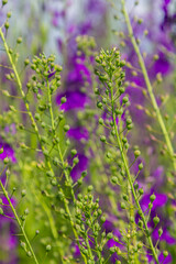 Fototapeta premium Camelina microcarpa, Brassicaceae. Wild plant shot in spring