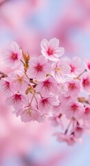 Delicate pink cherry blossoms blooming on a branch with soft bokeh background