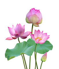 Botanical pink lotus flower and leaf in nature isolated on transparent background.