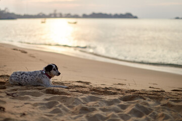 A peaceful spotted dog lies on the sandy beach during a beautiful sunset, looking out at the calm ocean with distant boats, embodying a serene travel moment.
