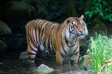 Sibirische Tiger (Panthera tigris altaica) auch Amurtiger steht im Wasser