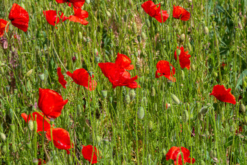 Papaver rhoeas or common poppy, red poppy is an annual herbaceous flowering plant in the poppy family, Papaveraceae, with red petals