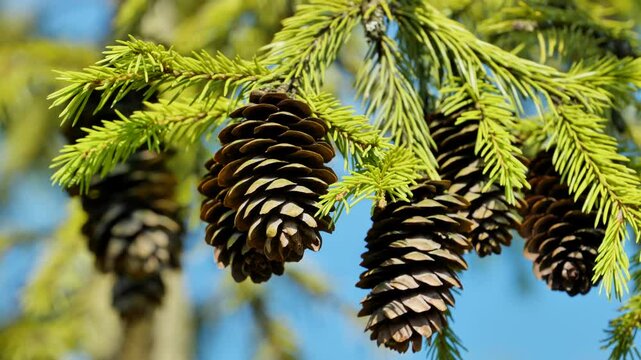 Spruce branch holding several mature pine cones against blue sky