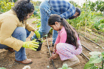 Indian family picking up organic vegetables from house garden outdoor - Vegetarian, healthy food...