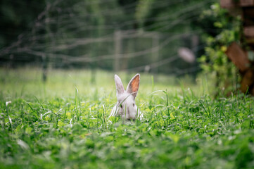White rabbit hiding in tall green grass on a summer day in the countryside